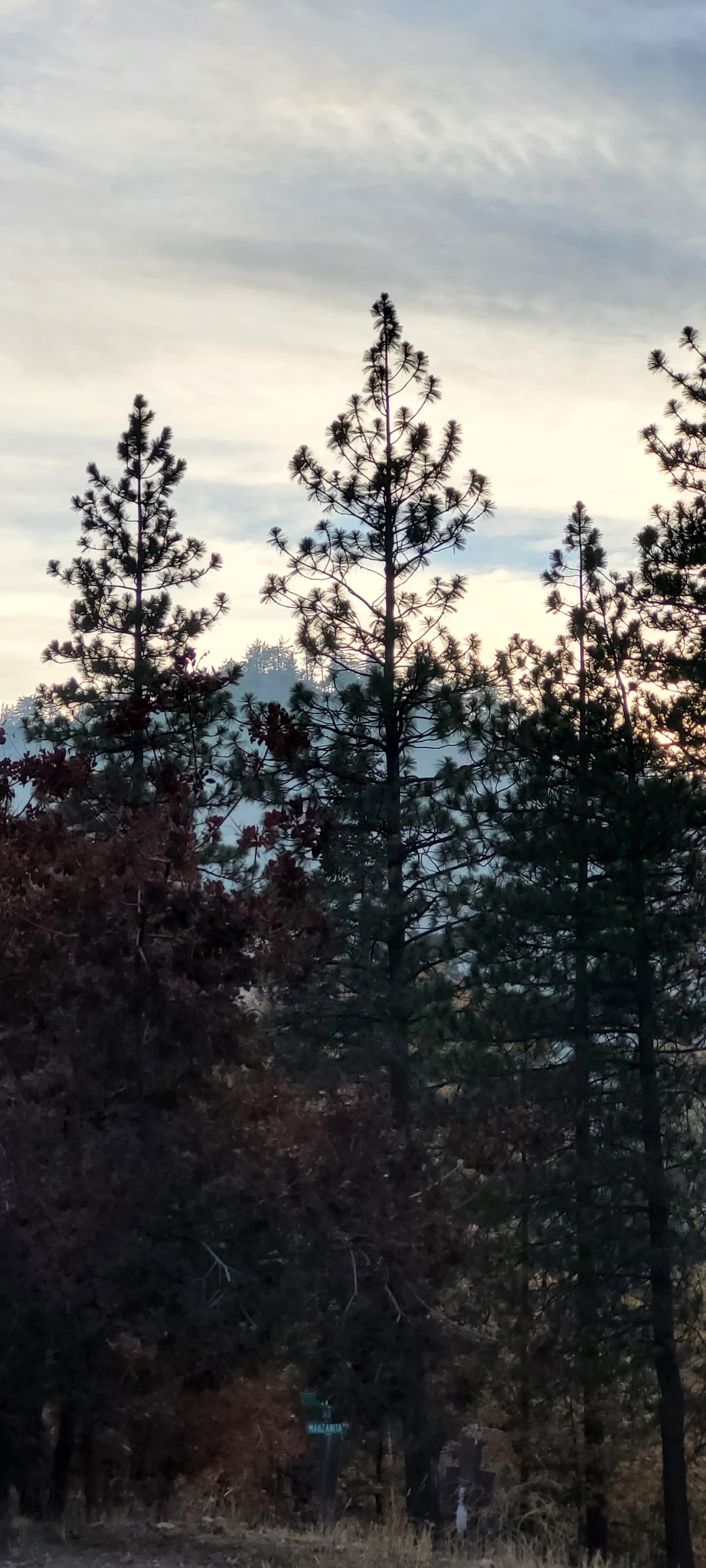 Pacific Pines Assisted Living Facility photo 4