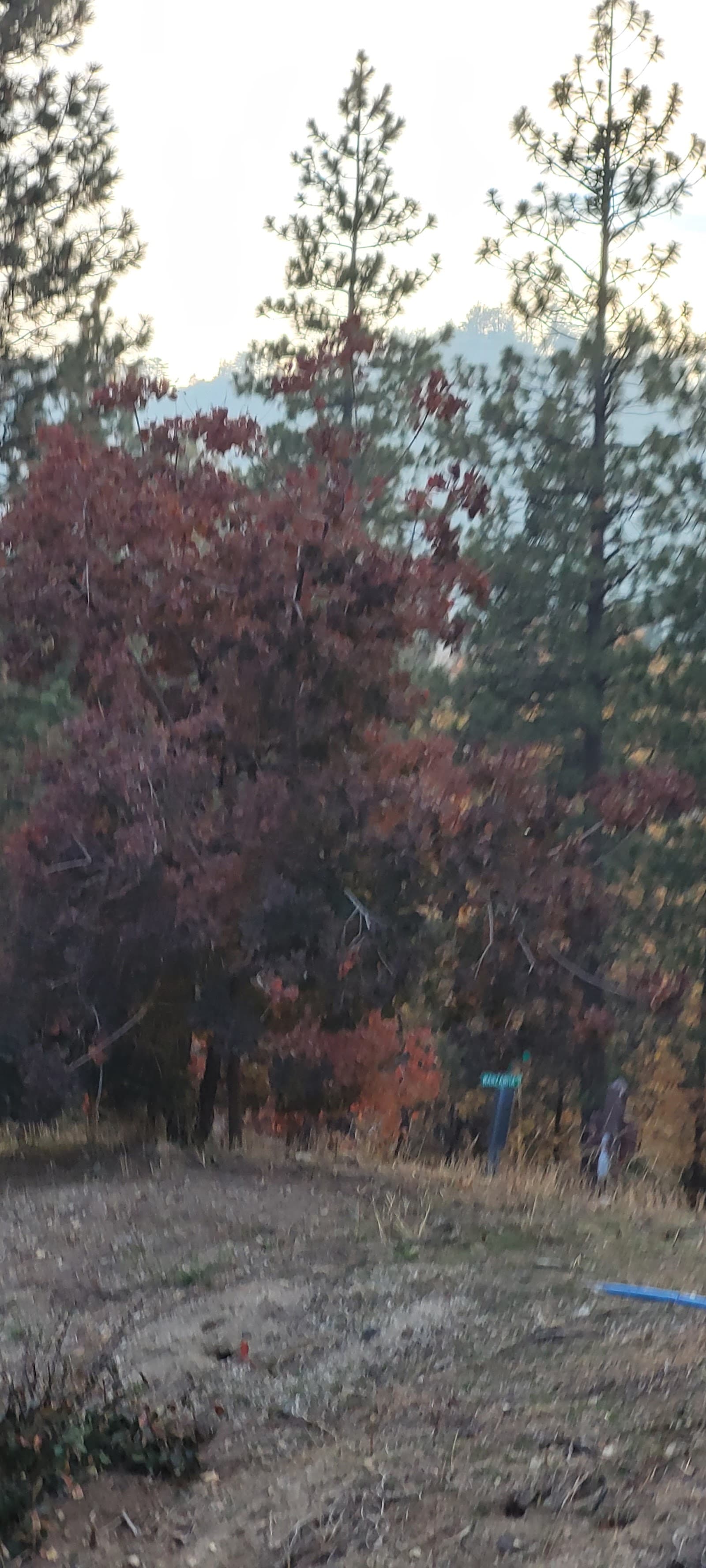 Pacific Pines Assisted Living Facility photo 5