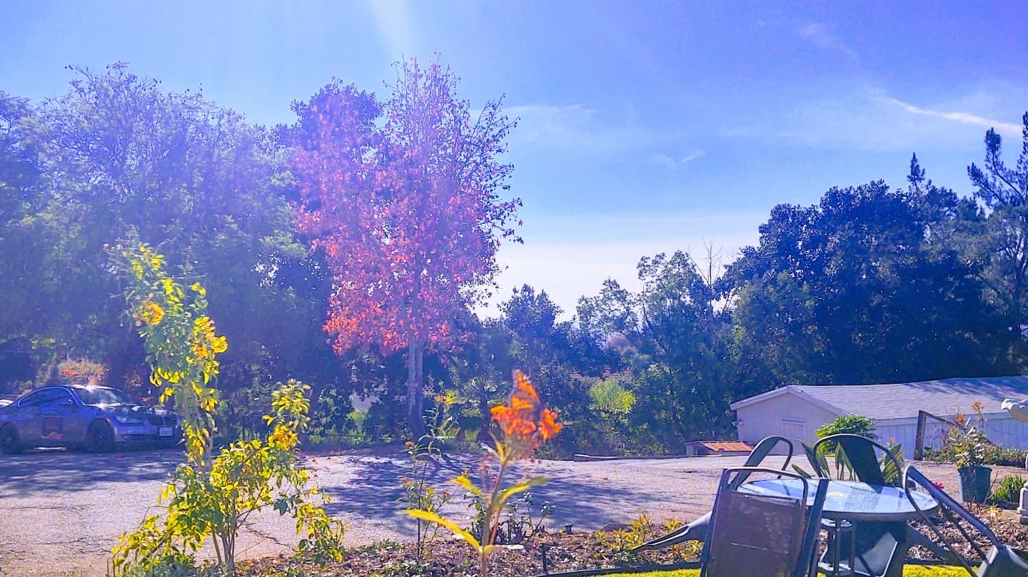 Anne's Place II