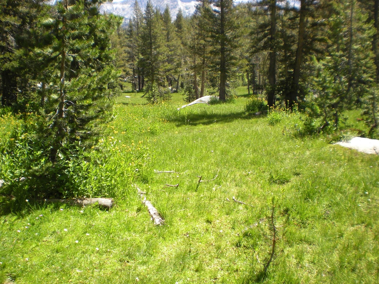 Pacific Pines photo 1