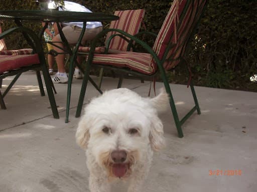 Con Carino photo 4