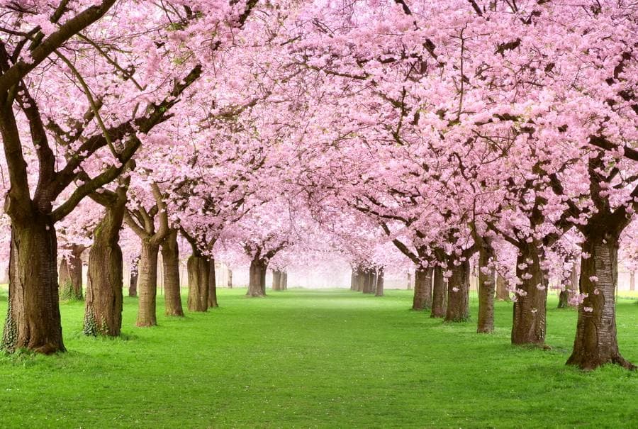 Blossom Creeks Assisted Living photo 3