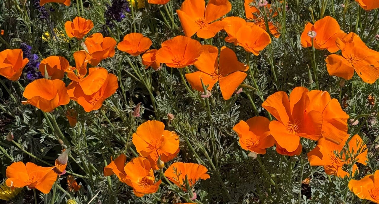 Del Mesa Carmel