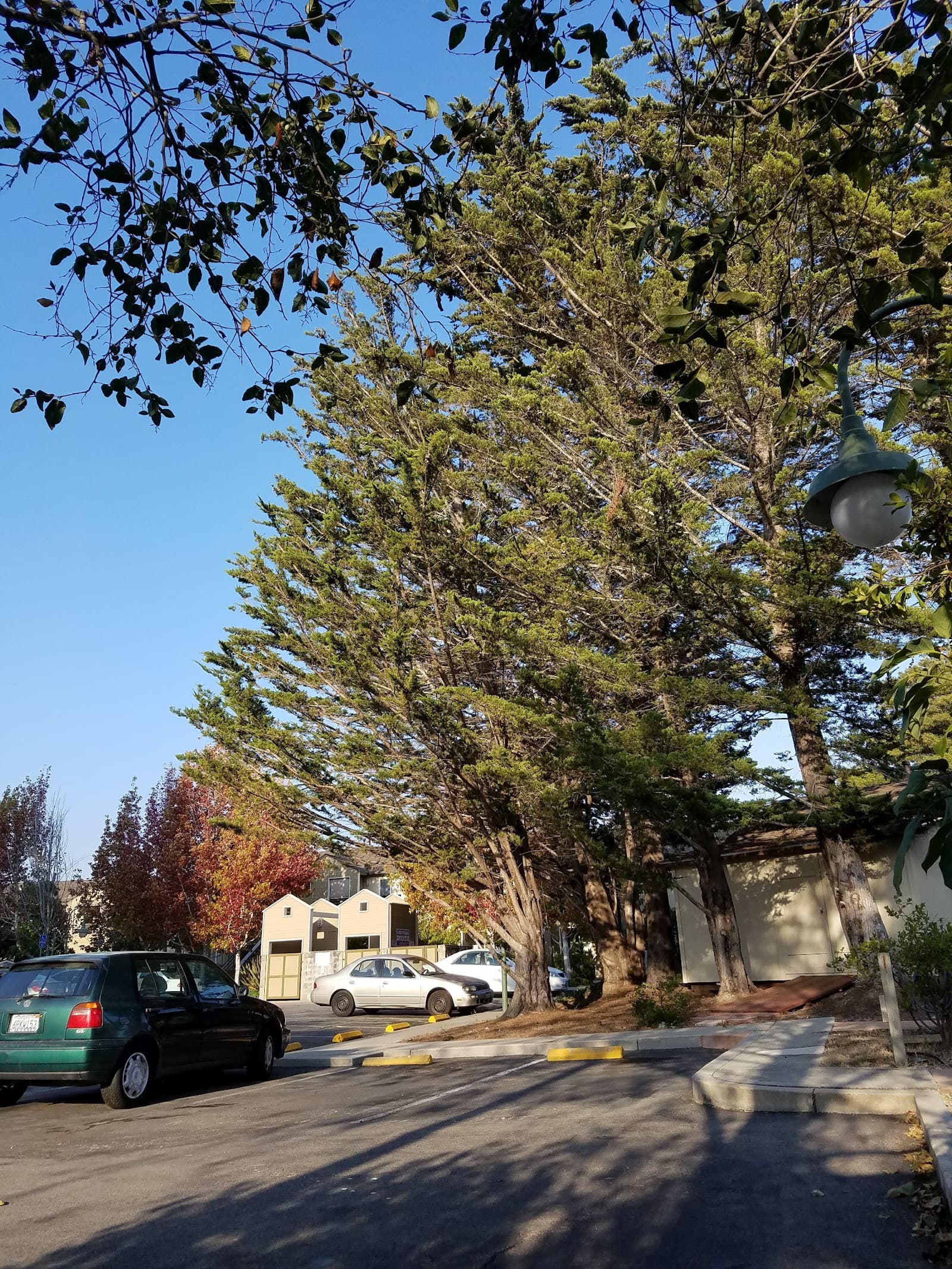 Arbor Cove Senior Commons photo 2