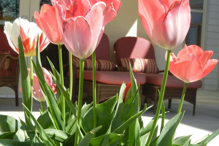 The Vistas Assisted Living & Memory Care
